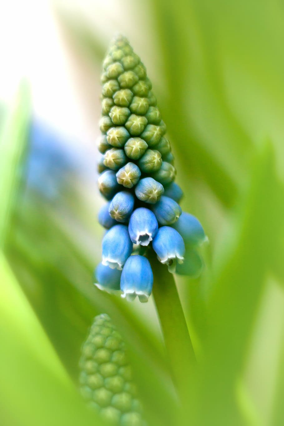 blossom, bloom, blue, close, spring, nature, sunbeam, blue star HD wallpaper