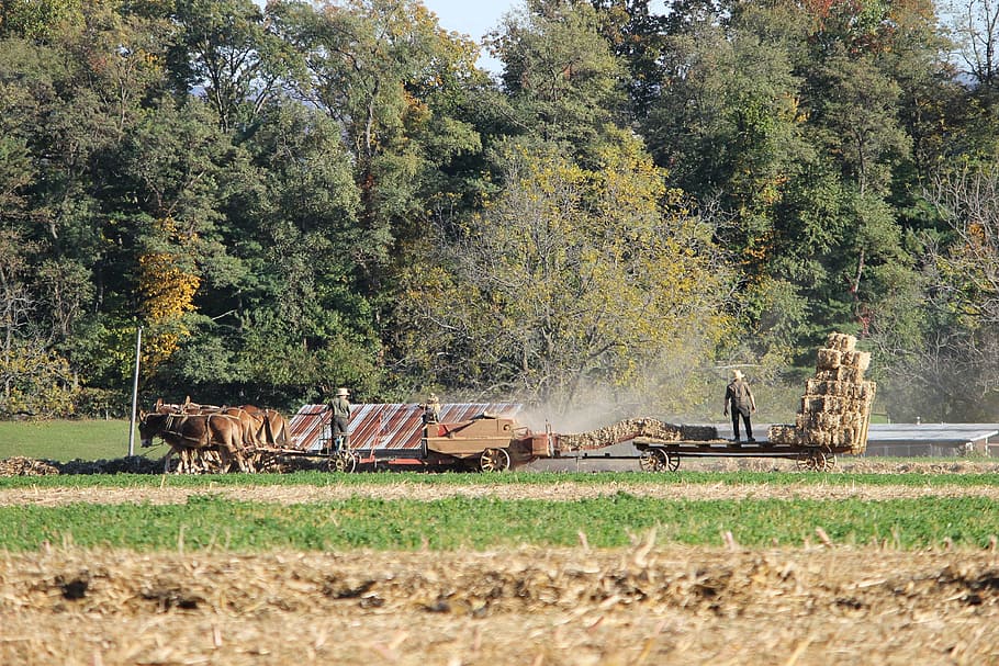 amish, pennsylvania, farm, rural, county, lancaster, horse, HD wallpaper