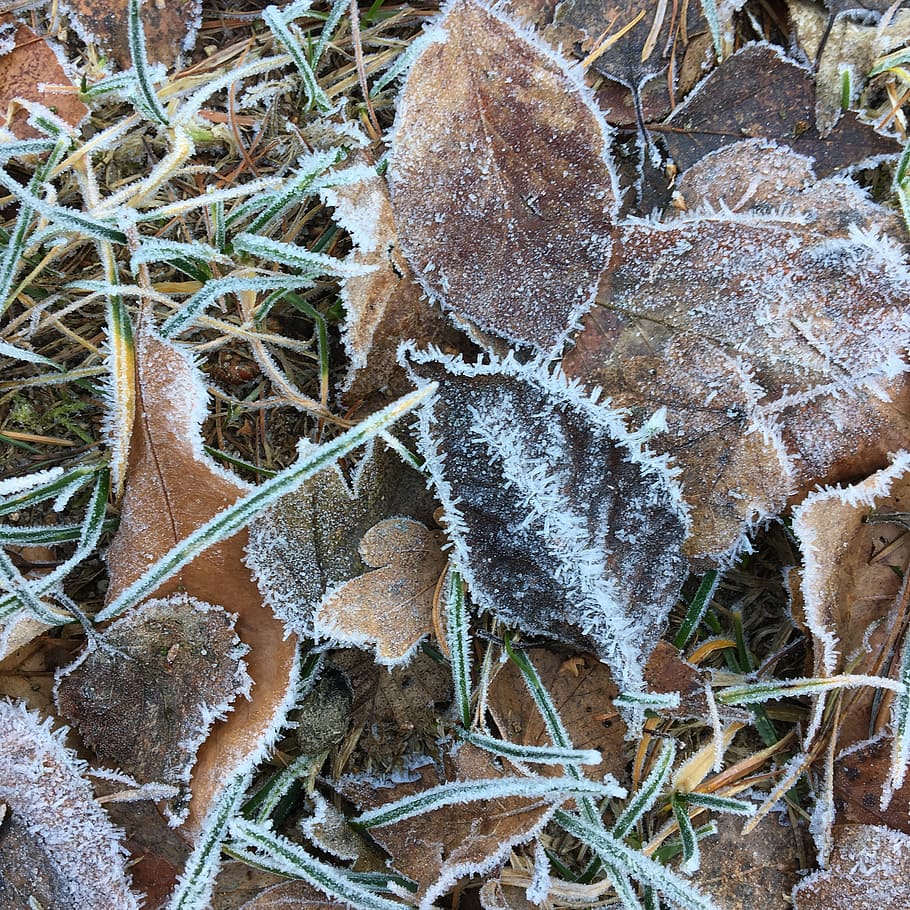 frost, hoarfrost, cold, winter, leaves, ground, frozen, iced