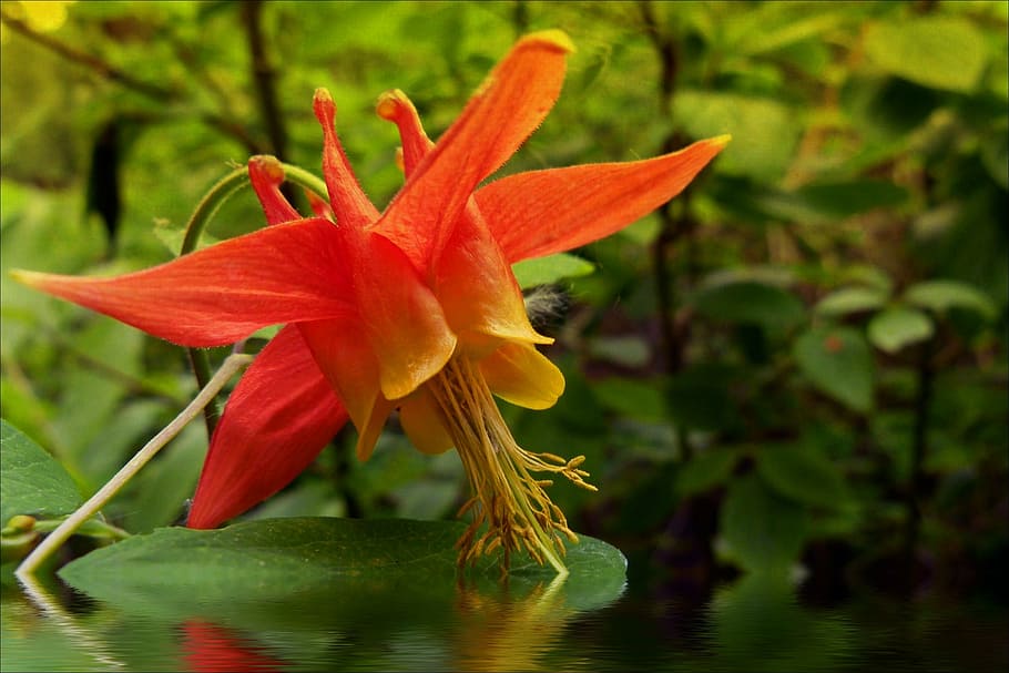 flooded, sitka columbine, wild flower, plant, nature, forest, HD wallpaper