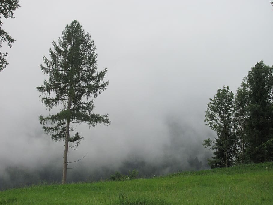 fog, critter, pine, glade, plant, tree, land, tranquility, beauty in nature HD wallpaper