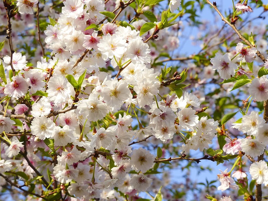 close-up photo of white and pink petaled flowers, Sakura, Cherry Blossom, HD wallpaper