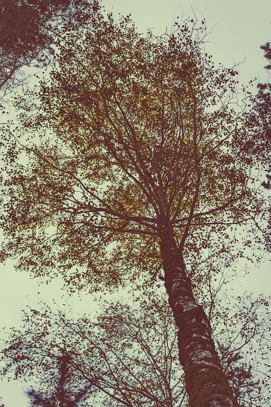 nature, forest, trees, branches, environment, leaves, low angle photography HD wallpaper