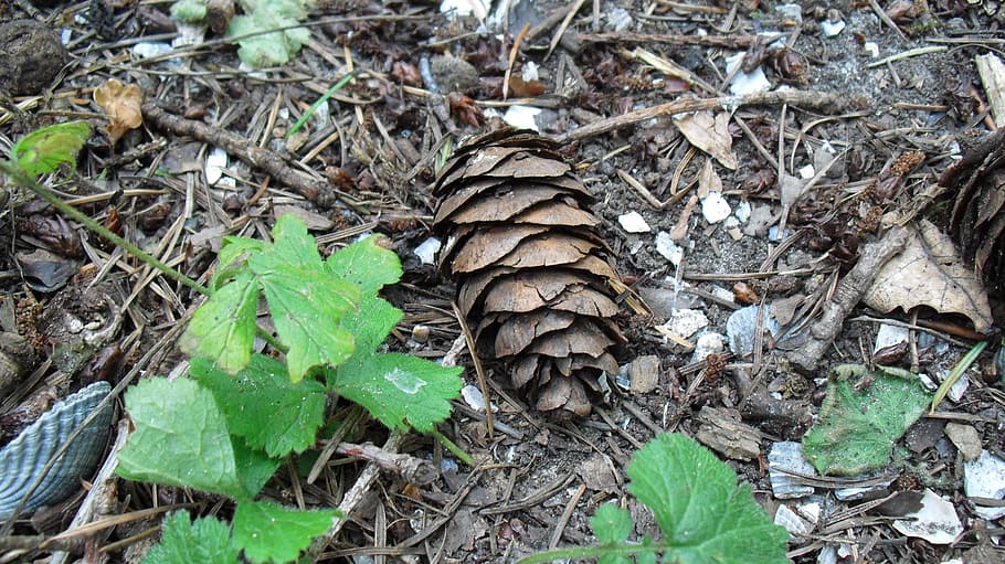 pinecone, autumn, forest, nature, land, leaf, plant part, field HD wallpaper