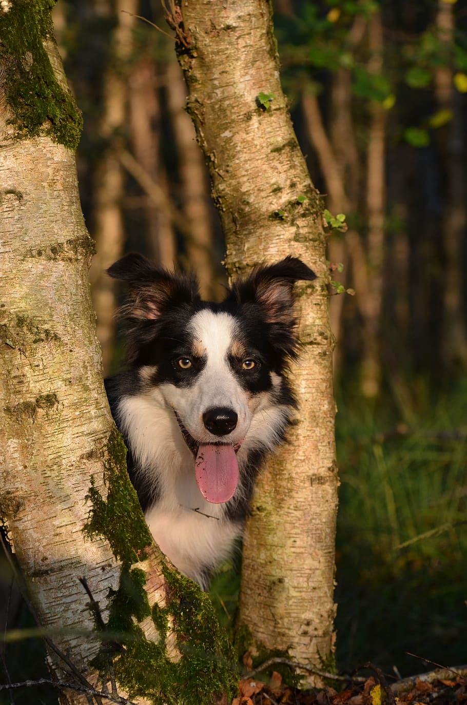 Autumn, Dog, Nature, Forest, border collie, sun, tree trunk HD wallpaper