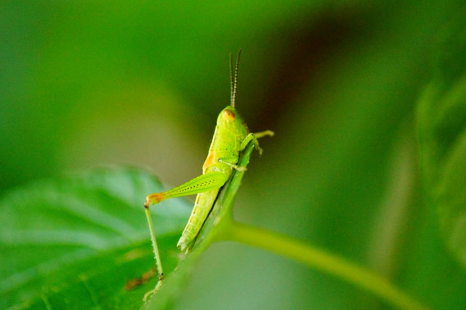grasshopper, color, macro, dessert, insect, close-up, nature HD wallpaper