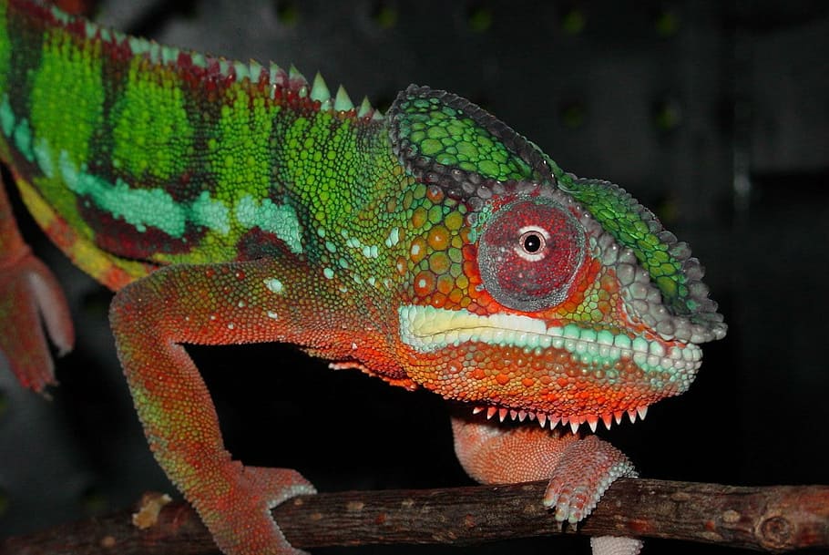 chameleon on tree branch, animal, green, lizard, reptile, male