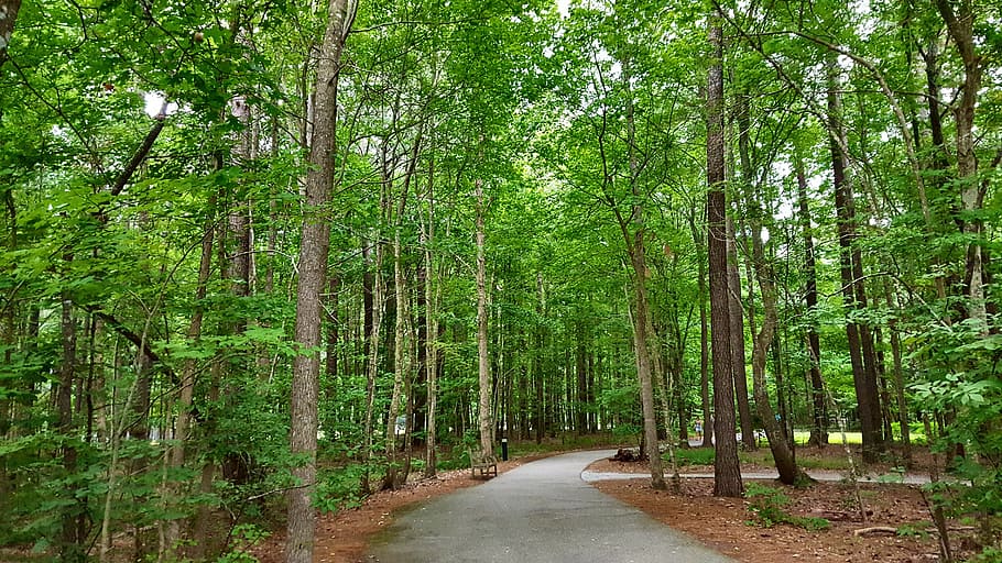 trees, green, path, nature, environment, leaf, forest, natural HD wallpaper