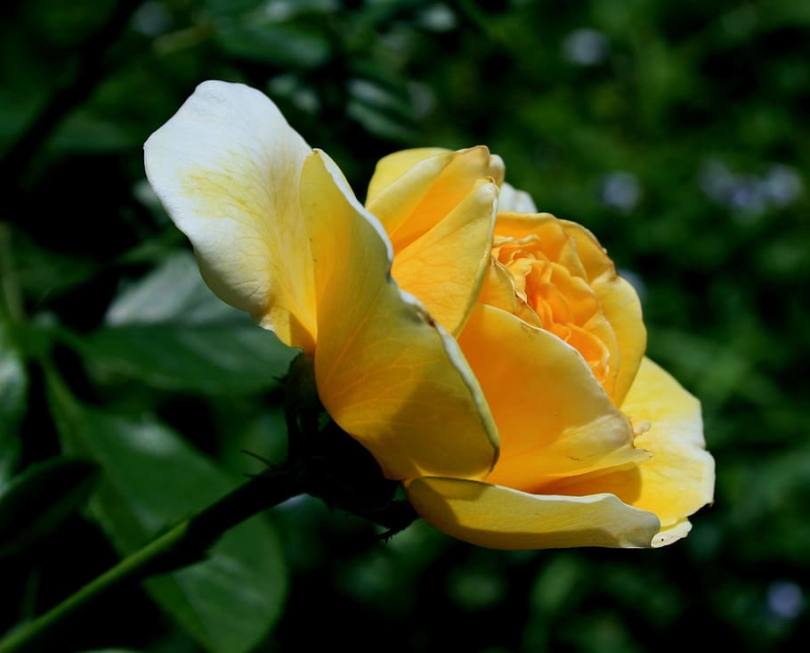 rose, bloom, flower, open, light yellow, petals, soft, edging HD wallpaper