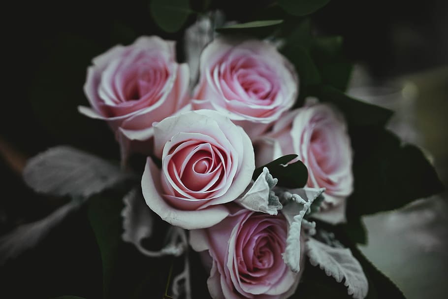 close-up photography of pink rose flowers bouquet, photo of five pink roses HD wallpaper