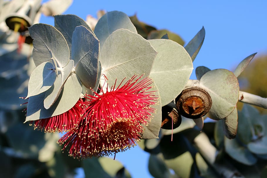 eucalyptus, eucalyptus leaves, eucalyptus blossom, leaf, gum blossom HD wallpaper