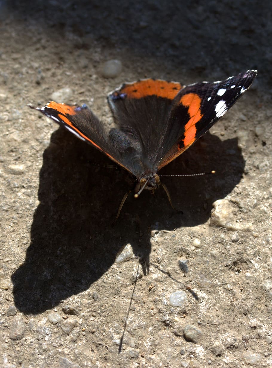 butterfly, red, black, wings, nice, shadow, silhouette, coloring HD wallpaper