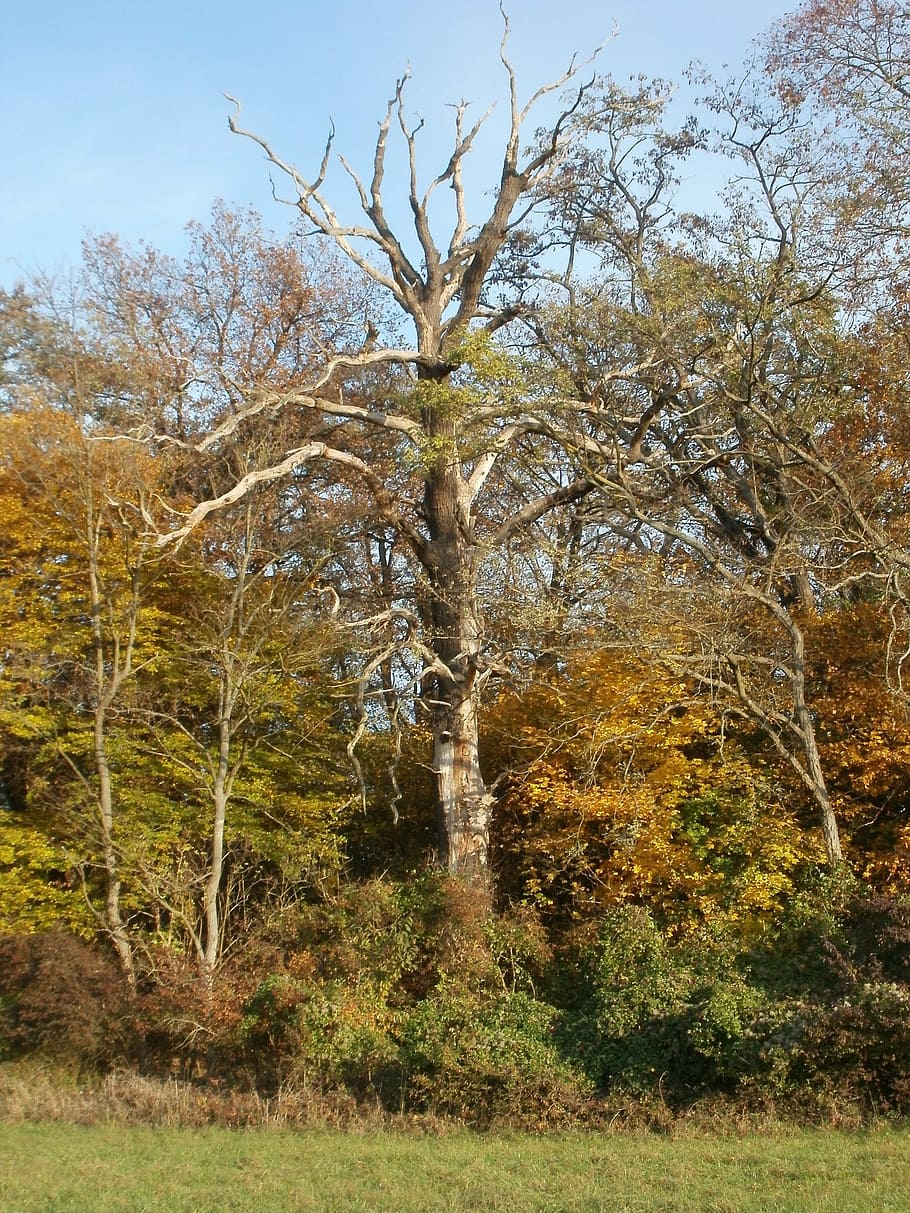 old, tree, majestic, forest, wood, oak, nature, vegetation HD wallpaper