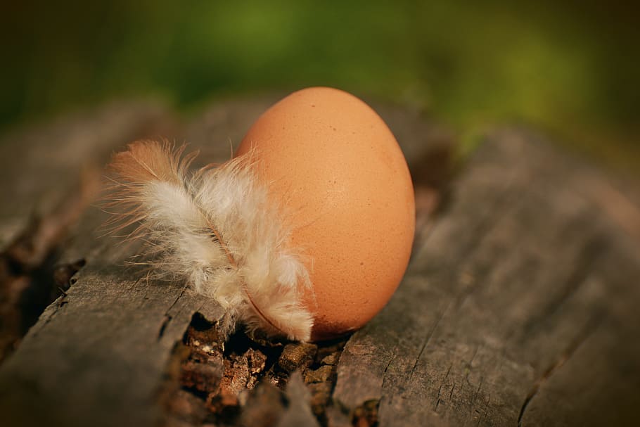 brown egg on log, hen's egg, feather, protein, food-photography HD wallpaper