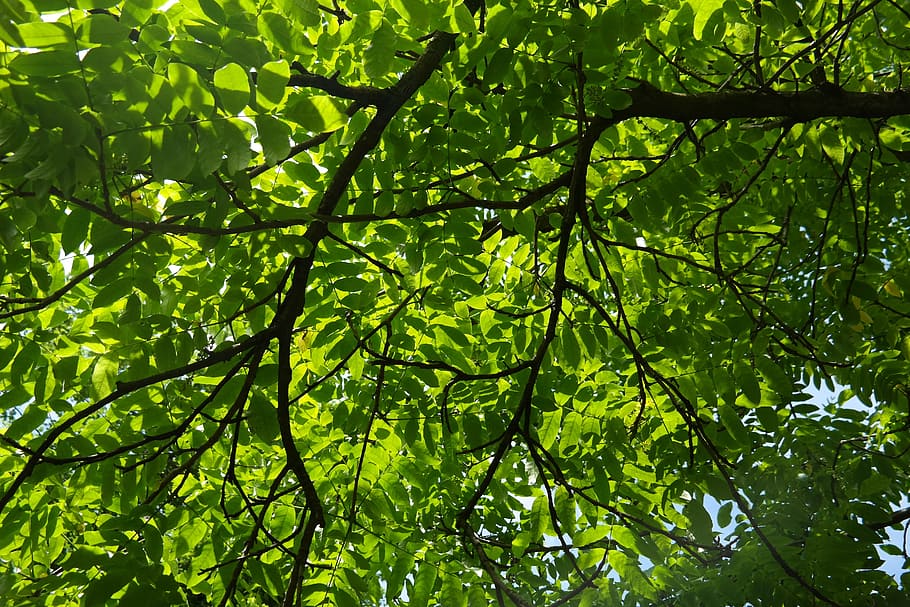 Branch, Leaves, Green, Back Light, pterocarya fraxinifolia HD wallpaper