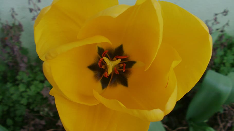flower, leech, landscape, yellow, orange, focus, air, flowering plant HD wallpaper
