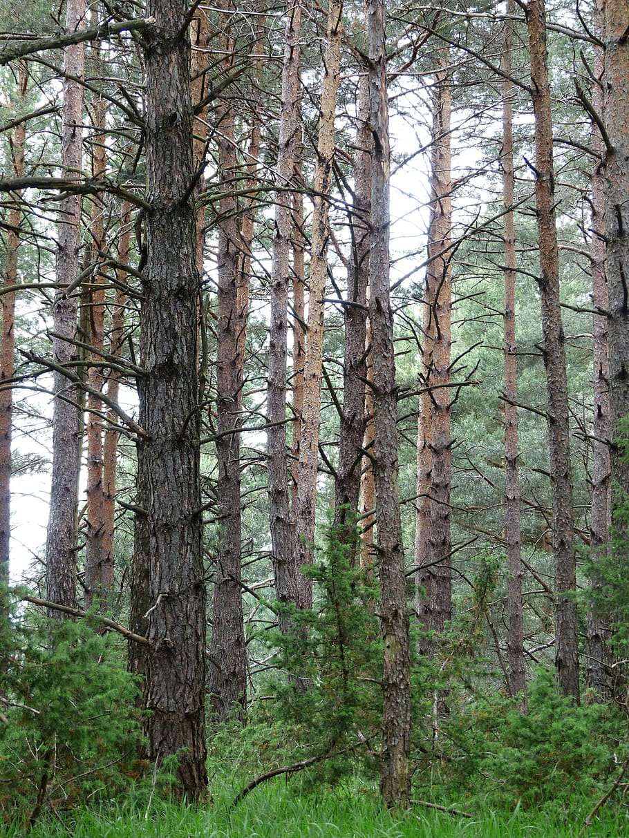 Pine Forest, Tree Trunks, trees, forestry, forlen, pinus, conifer HD wallpaper