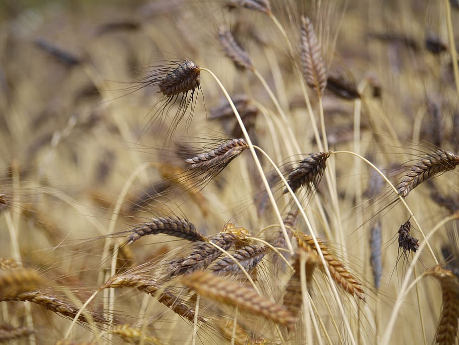 emmer, black, red, old, variety, field, two grain, triticum dicoccum HD wallpaper