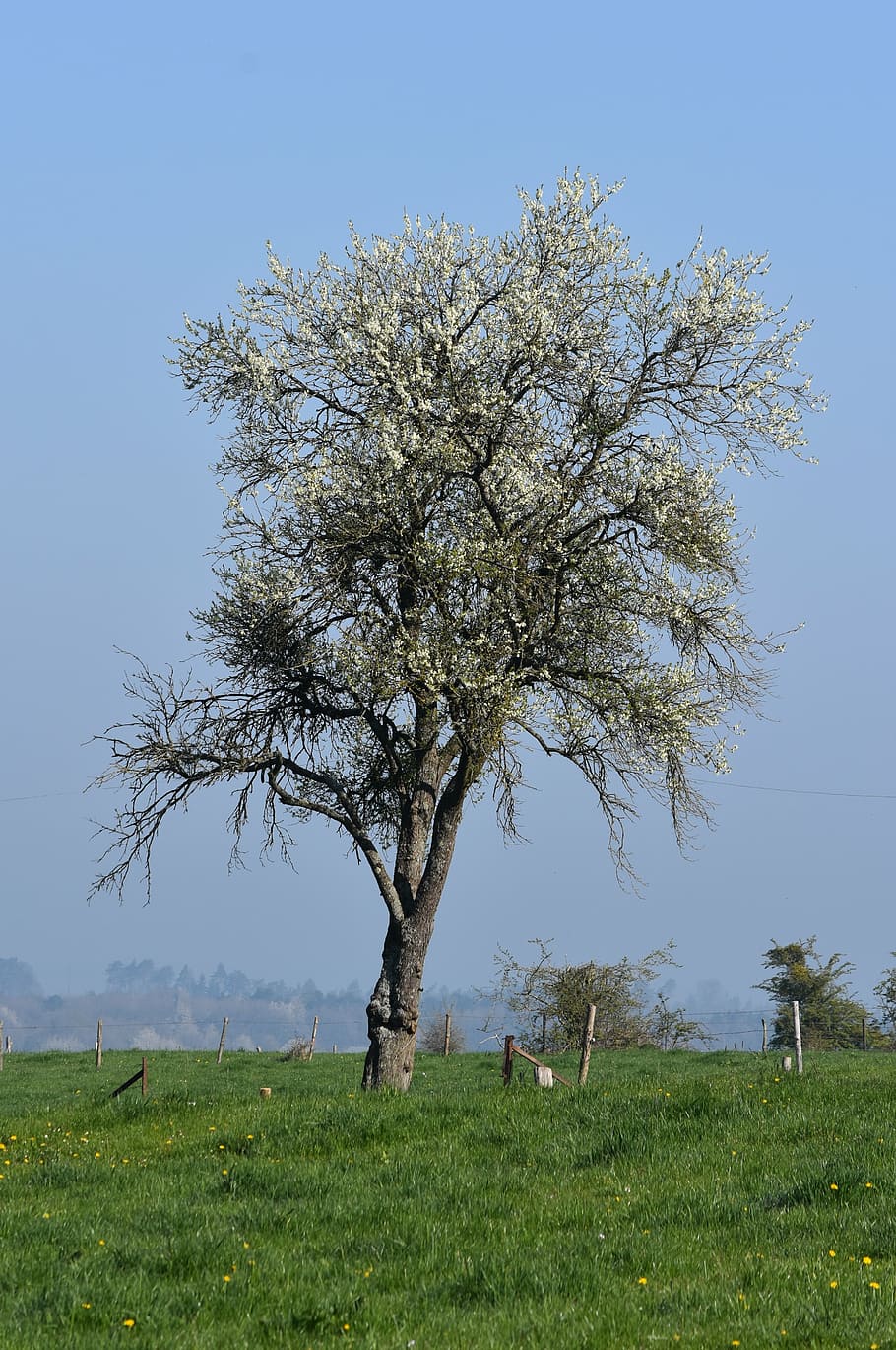 tree, spring, meadow, blossom, nature, landscape, sky, plant HD wallpaper