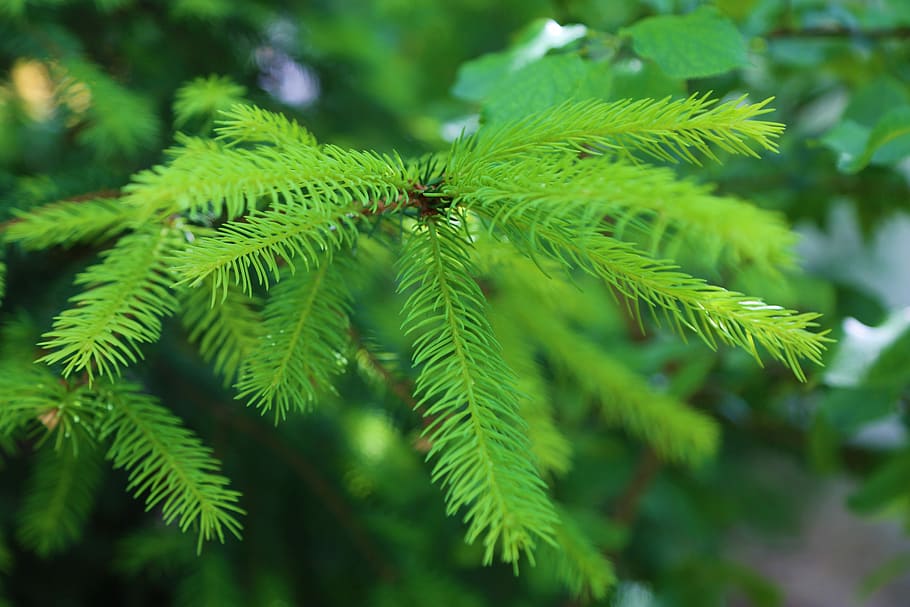 selective focus photography of green plant, pine, exile, branch HD wallpaper