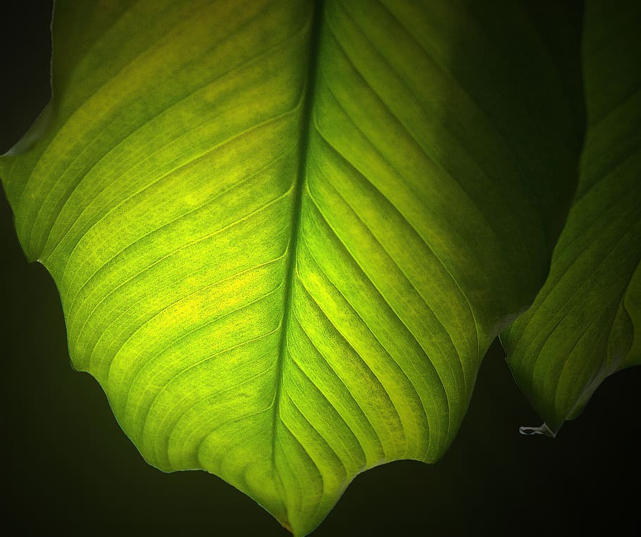 leaf, green leaf, nature, plant, the accuracy of the, the details of the HD wallpaper