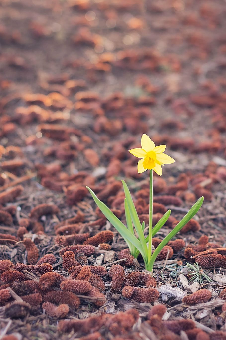 118,100+ Daffodils Stock Photos, Pictures & Royalty-Free Images - iStock |  Daffodils field, Daffodils in vase, Spring