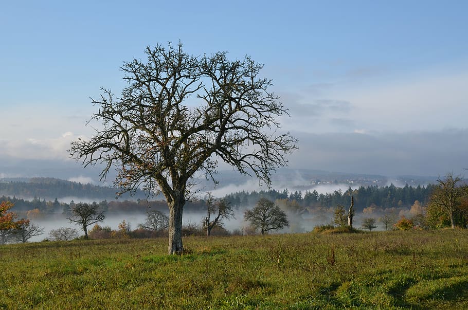 landscape, fog, trees, plant, environment, sky, nature, non-urban scene HD wallpaper