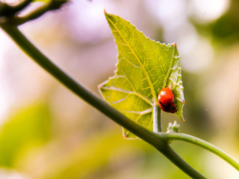 ladybird, insect, nature, bug, green, plant part, leaf, close-up HD wallpaper