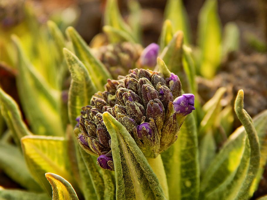 purple flower bud closeup photography, spring, sun, nature HD wallpaper