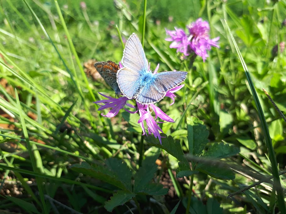 butterfly, flowers, animals, flowering plant, beauty in nature HD wallpaper