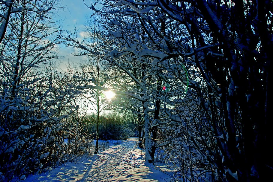 snow, trees, winter, cold, ice, sky, white, frozen, frost, snowfall HD wallpaper