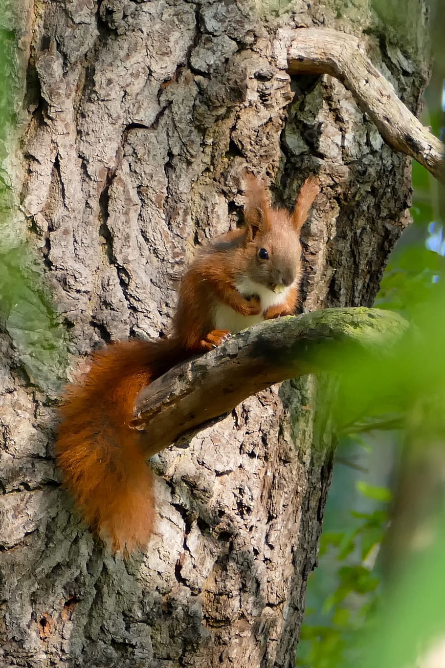 squirrel, forest, nature, croissant, spring, cute, red, forest cat HD wallpaper