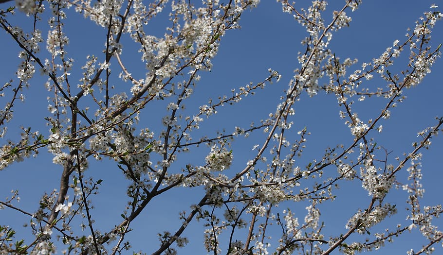flowers, casey, white, spring, fruit tree, corcodus, sky, low angle view HD wallpaper