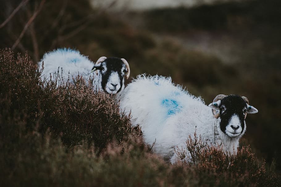 two white goats on grass, two white rams beside green grass, sheep HD wallpaper