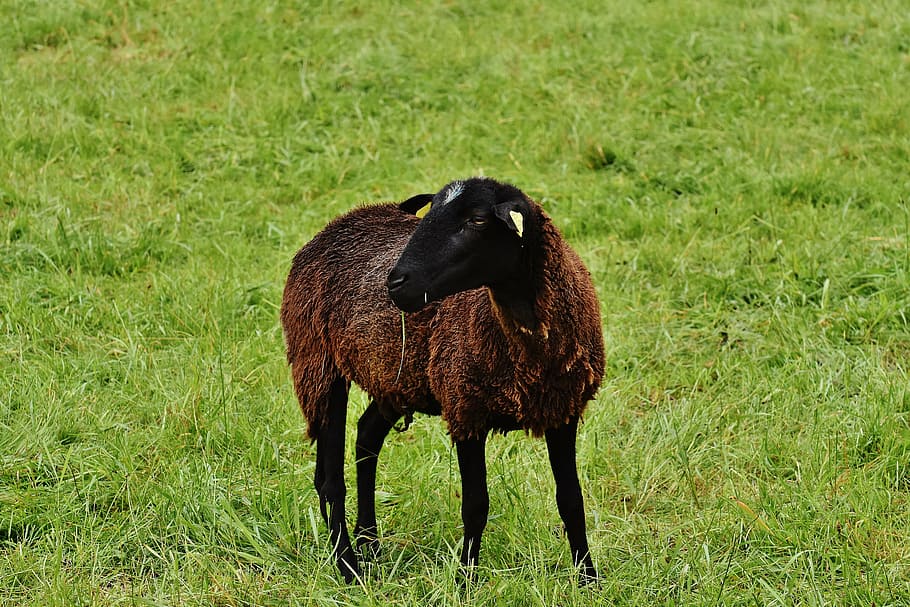 sheep, animal, meadow, wool, graze, nature, animal themes, grass HD wallpaper