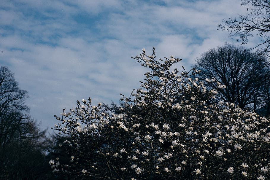 Blooming magnolia tree, nature, sky, outdoors, winter, branch HD wallpaper
