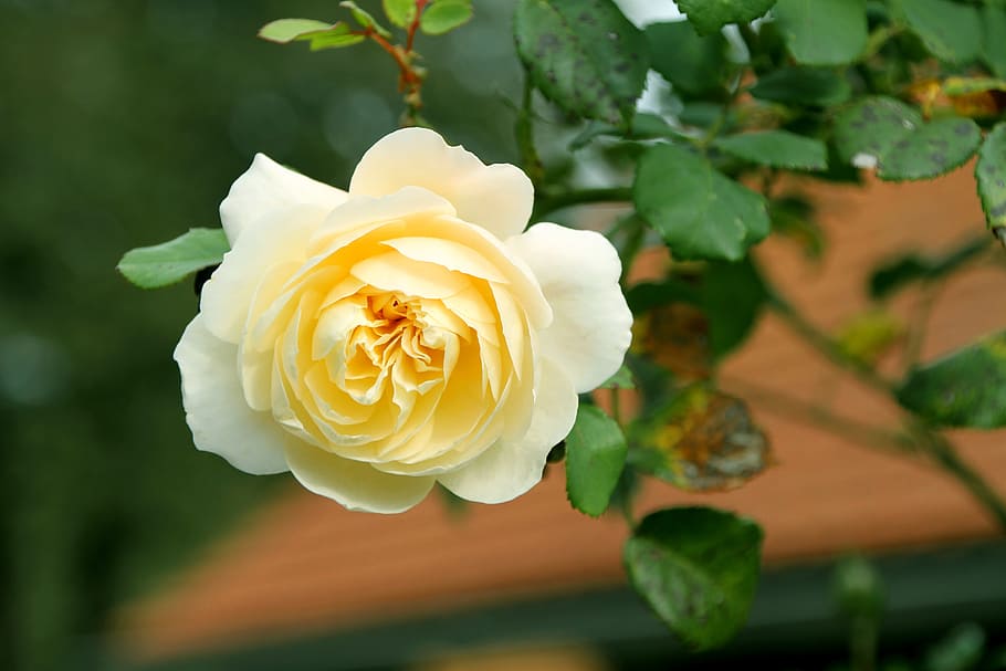 Yellow, White, rose, flower, petal, flower head, rose - flower HD wallpaper