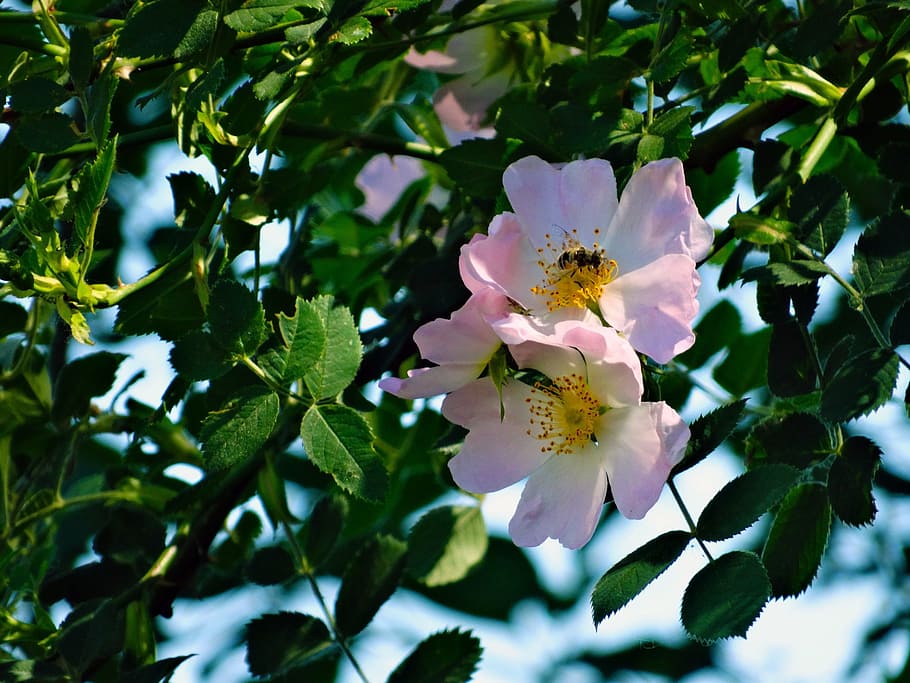 flowers, nature, spring, blossom, flowering plant, growth, petal HD wallpaper