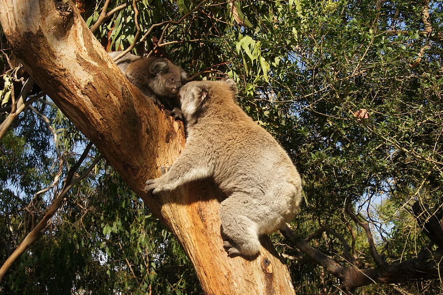 two koala bears on tree trunk, australia, lazy, rest, animal HD wallpaper