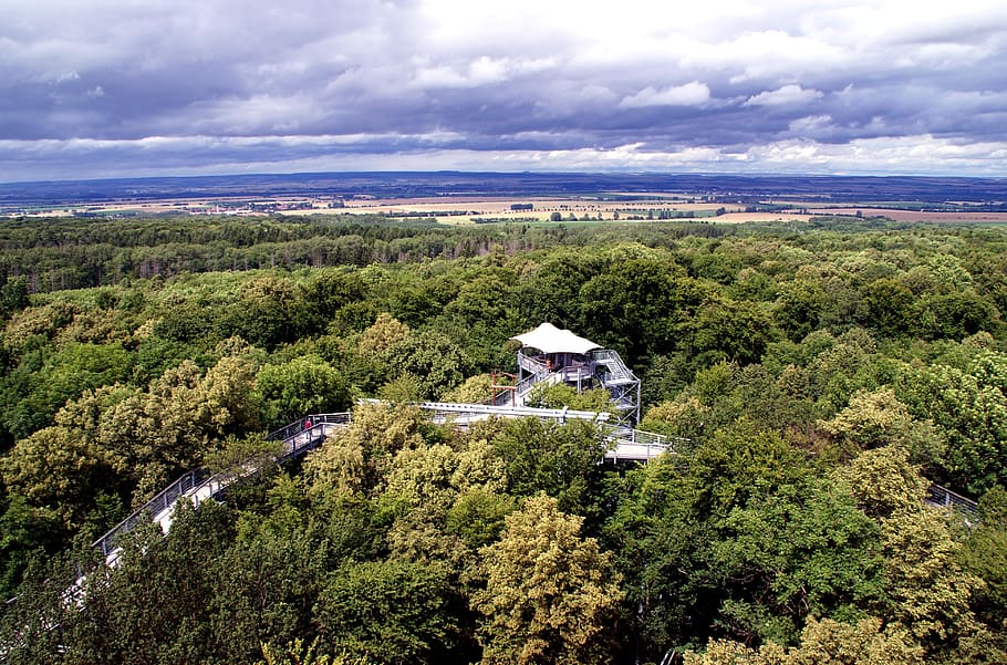 treetop path, thuringia germany, trees, forest, observation tower HD wallpaper