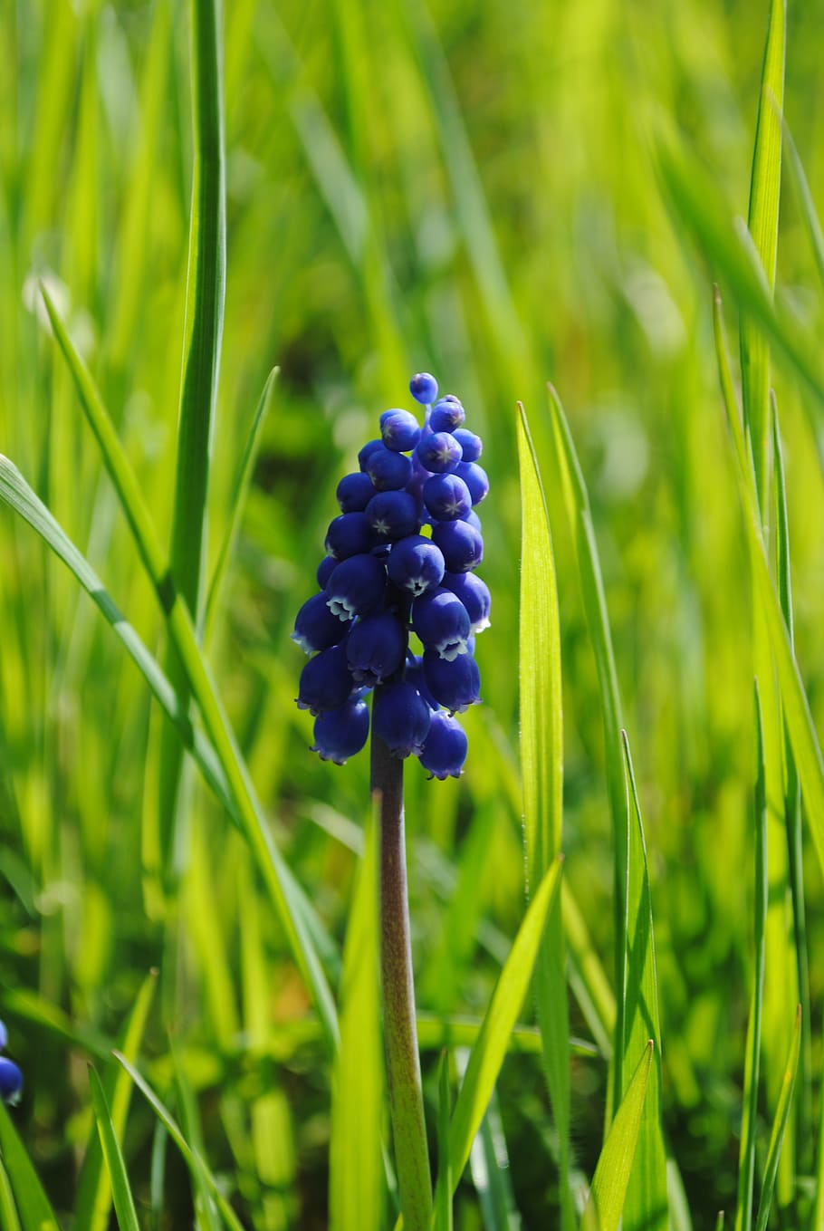 meadow, flower, blue, grass, sun, spring, plants, growth, beauty in nature HD wallpaper
