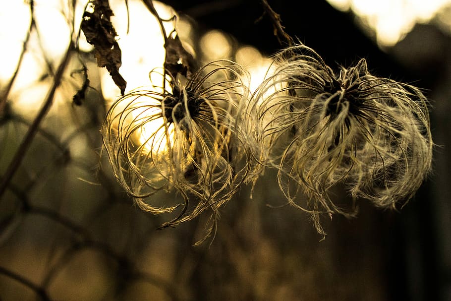 Sun, Plants, Sunset, Evening, Autumn, flower, nature, close-up HD wallpaper