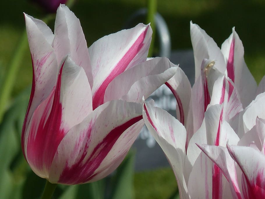tulip, flower, spring, garden, flowering plant, petal, beauty in nature HD wallpaper