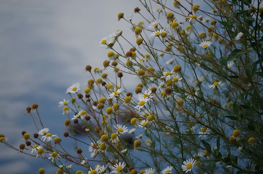 selective focus photography of white daisies, Chamomile, Flower HD wallpaper