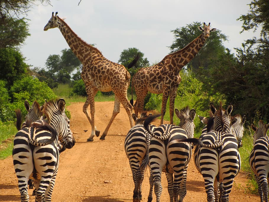 photo of giraffe and and zebra walking on roadway between trees, HD wallpaper