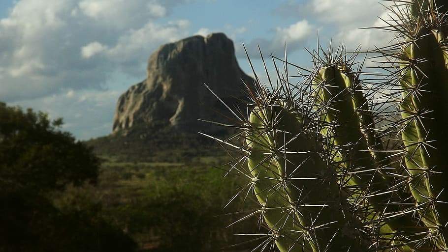 Cactus, Serra, Mountain, Nature, Brazil, landscape, sky, no people HD wallpaper