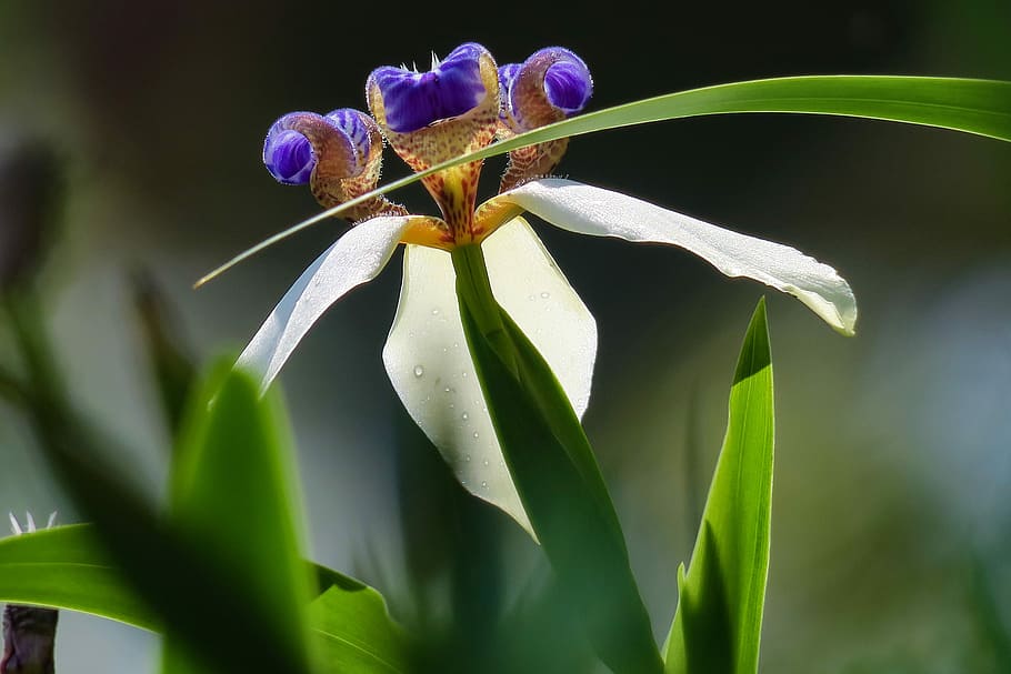 iris, nature, plant, flower, leaf, summer, garden, outdoor HD wallpaper