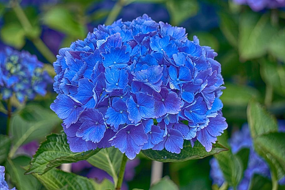 hydrangea, flower, flora, blue, nature, summer, garden, petals HD wallpaper