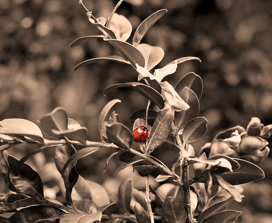 Ladybug, Insect, Lucky, Nature, lucky ladybug, spring, plant HD wallpaper
