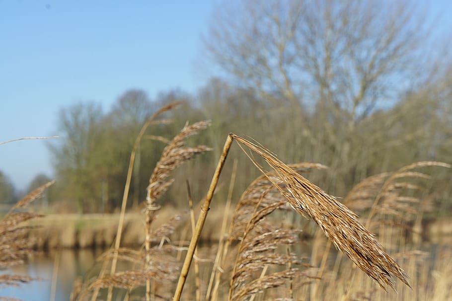 landscape, reed, branches, water, cereal plant, agriculture HD wallpaper